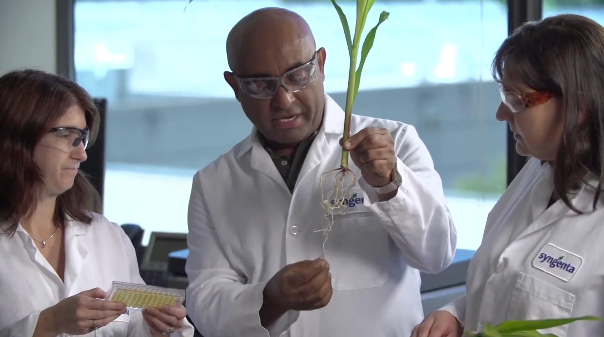 Life At Syngenta